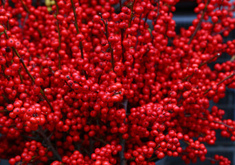 Abundant bright red winterberry holly branches during winter season