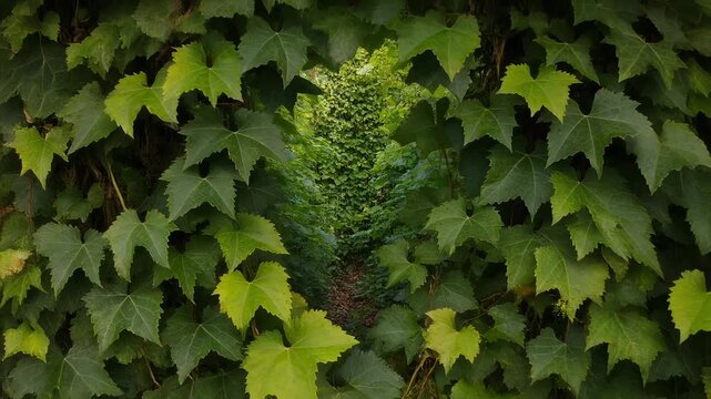 An animation of green ivy vines growing and parting to reveal a path. This natural transition is perfect for secret garden, eco, or mystery intros.