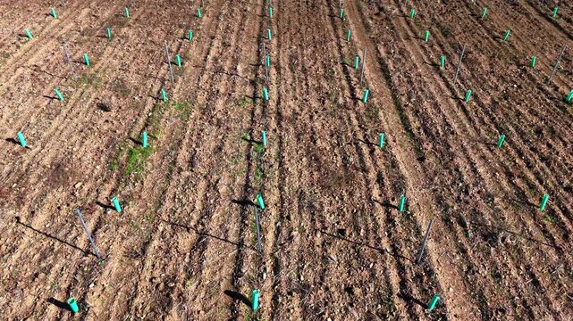 Cultivo con protectores de plantas de olivo para cultivo intensivo