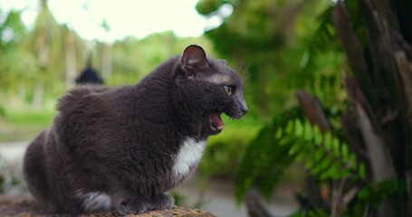 gray cat opening mouth wide in mid-yawn on timber stack, candid expressive moment captures teeth and tongue,