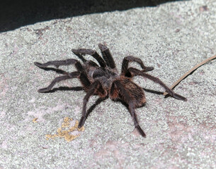 Tarántula de las Sierras
