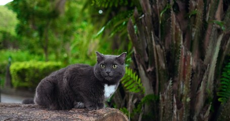 gray cat crouched facing camera with piercing eyes and focused gaze, low angle highlights compact form