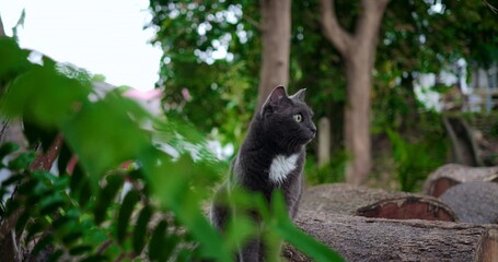 gray cat peeking through foliage into shaded grove with alert stance and camouflaged coat against tree trunks,