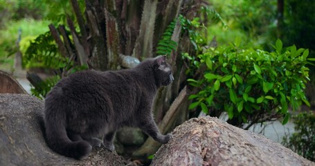 gray cat perched on logs exploring garden surroundings with attentive posture, mossy bark and lush foliage
