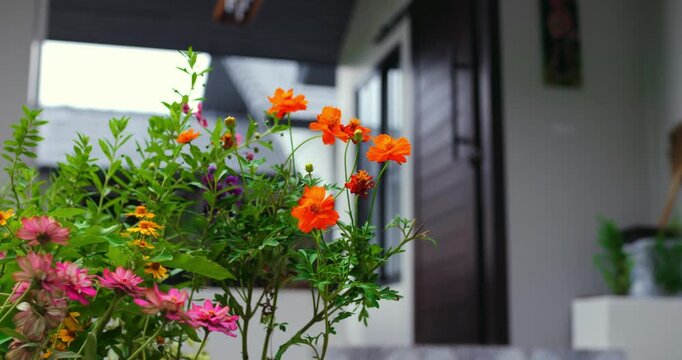 orange flowers on front step, vibrant orange blossoms with pink undergrowth, seasonal display by landscaper,