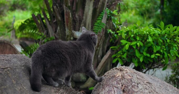 grey cat walking among rocks and leafy shrubs, cautious stalk with tail low and ears forward, textured