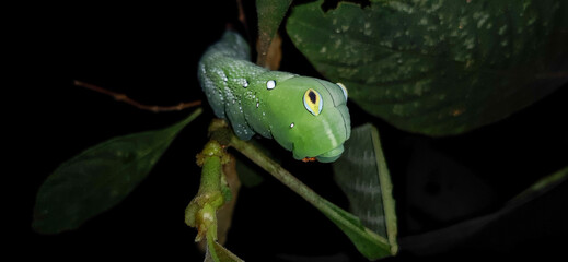 Green caterpillar with eyespots