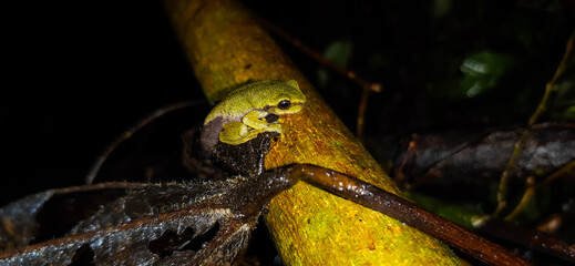 Small green frog on branch