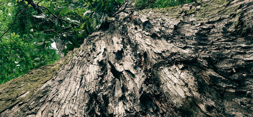 Detailed Bark Texture of an Old Tree in a Lush Forest