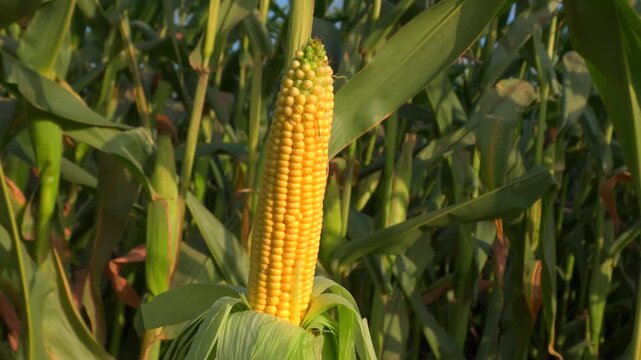 Harvesting golden corn in a lush field during late summer in the countryside for sustainable farming practices