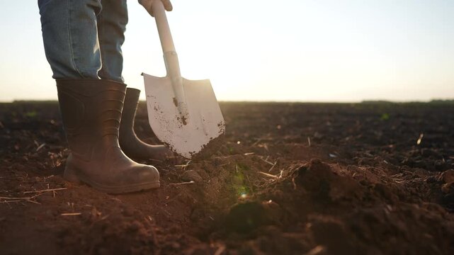 The farmer is digging the field with shovel. garden soil dig concept. a farmer digs the soil with a shovel into the ground with his feet. a farmer with his legs shoveling a field lifestyle.