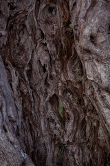close-up inside the olive tree