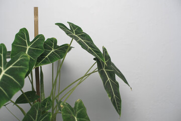 Indoor Alocasia houseplant with decorative dark green leaves and striking white veins on a bright, minimalist background, offering copy space.