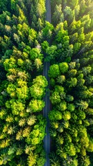 Naklejka premium Aerial view of a straight road winding through a lush green forest canopy.