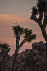 Joshua Tree's