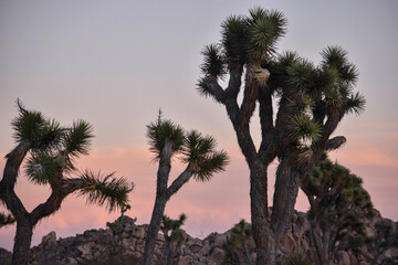 Joshua Tree's
