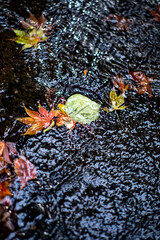 鎌倉251112　海蔵寺8　もみじ