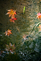 鎌倉251112　海蔵寺3　もみじ