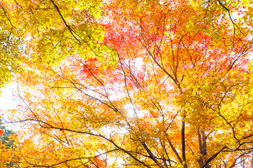 カラフルな紅葉