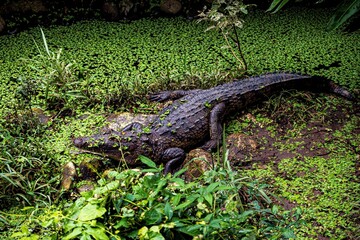 Cocodrilo pantanero