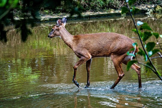 venado caminando