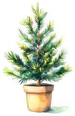 Fototapeta premium PNG Watercolor potted evergreen tree