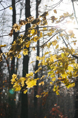 Sunlight Shining Through Yellow Maple Leaves on a Rainy Autumn Day