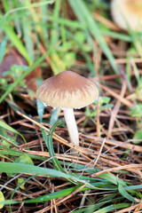 Psathyrella spadiceogrisea Mushroom in Dewy Grass