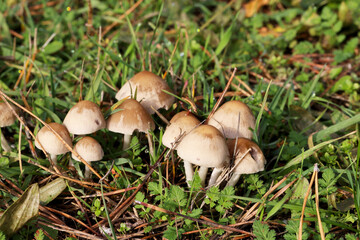 Cluster of Psathyrella spadiceogrisea Mushrooms in Dewy Grass