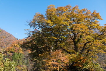 宇奈月温泉やまびこ展望台