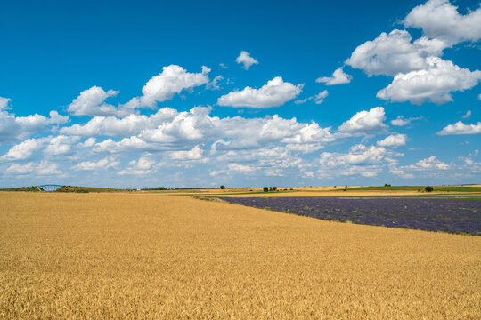 Lush Lavender Fields and Golden Wheat in Brihuega, Spain