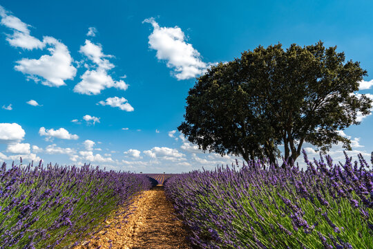Breathtaking Lavender Fields in Brihuega, Spain during Summer