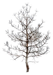 Obraz premium PNG Tree illustrated chandelier conifer.
