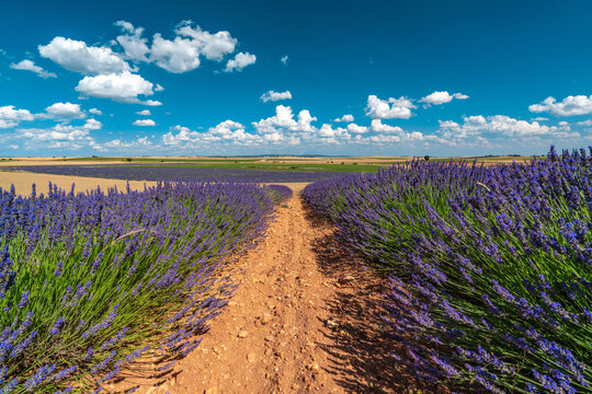 Lavender Fields in Brihuega, Spain - Summer Bliss