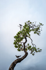 Pigeons Perching in a Twisted Tree Under Overcast Skies.