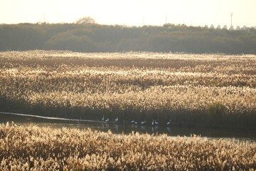 ヨシが茂る秋の河川敷　渡良瀬の風景