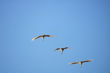 秋の風景　河川上空を飛ぶサギ
