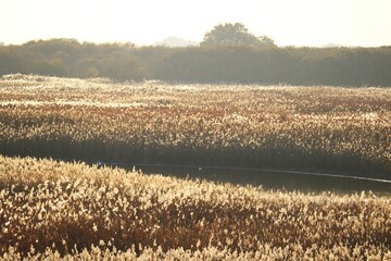 ヨシが茂る秋の河川敷　渡良瀬の風景