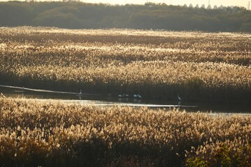 ヨシが茂る秋の河川敷　渡良瀬の風景