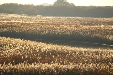 ヨシが茂る秋の河川敷　渡良瀬の風景