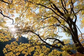 宇奈月温泉やまびこ展望台の黄葉
