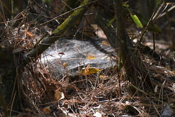 spider web in the pine forest in autumn, close-up of spider web on pine needles and branches