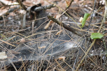 spider web in the pine forest in autumn, close-up of spider web on pine needles and branches
