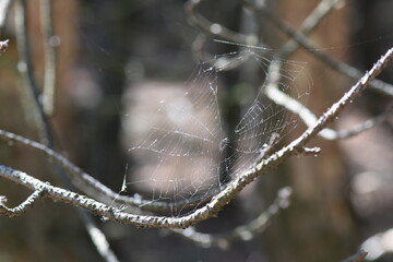 spider web in the pine forest in autumn, close-up of spider web on pine needles and branches