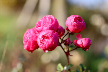 Blooming Pink Roses on Branch with Green Blurred Background
