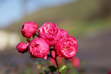 Blooming Pink Roses on Garden Branch with Green Bokeh