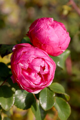 Two Pink Rose Buds on a Green Background