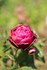 Red Rose Bud with Soft Green Bokeh Background