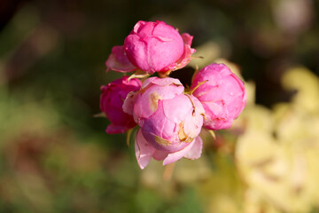Pink Garden Rose Branch with Blooming Flowers and Water Drops