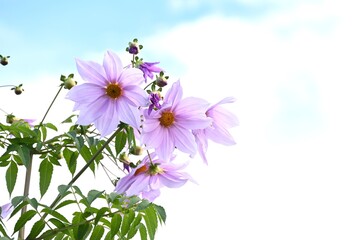 Tree dahlia flowers. Asteraceae perennial. Floral background image. Beautiful purplish-pink ray...
